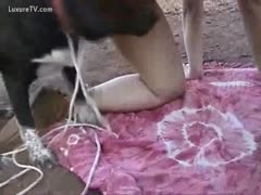 Big breasted short haired mother I'd like to fuck getting nailed by a dark dog
